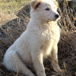 Cuccio di cane pastore che impara dai genitori