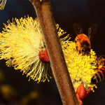 Fiori di salicone e api.