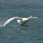 Cigno che si alza in volo (Foto: Angelo Butera)