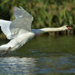 Cigno in volo