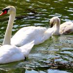 Gigni sull'acqua: padre, madre e soggetti giovani