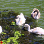 Famiglia di cigni alla ricerca di cibo nell'anasa di un grande fiume (Foto: Franco Gray)