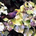 Merlo mentre ingoia una bacca di edera (Foto: Franco Gray)