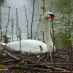 Cigno maschio appollaiato sul nido