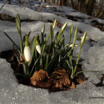 Bucaneve che sboccia tra la neve