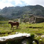 Val Vogna, Alpe Maccagno. Un cavallo di razza Aveglinese (Foto: Letizia Maffia)