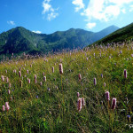 Bistorta in fiore, primi di luglio