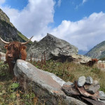 Alpe Maccagno, bovino di razza Highlander (Foto: Letizia Maffia)