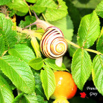 Cepaea hortensis - Una chiocciolina