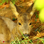 Capriolo femmina