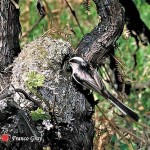 In un vigneto abbandonato, un codibugnolo che ritorna al nido (Foto: Franco Gray)